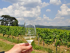 Der Wein.Lotse