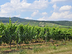 Der Wein.Lotse
