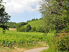 Der Wein.Lotse